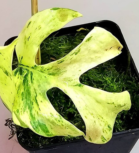 Sehr schöne rhaphidophora - schöne,