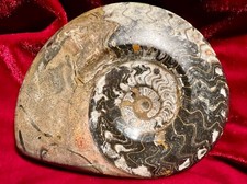 Fossil mit Spirale - Ammonit -