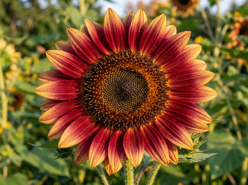 Sale2579 sonnenblume - sale2579,