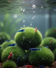 10 Mooskugeln 3-4 cm Mooskugel