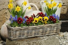 Weidenkorb,Blumenkasten,sehr