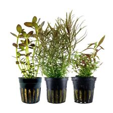 'Buntes' Set mit 3 Topf