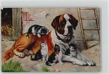 10012224 - Katzen Bernhardiner 1918