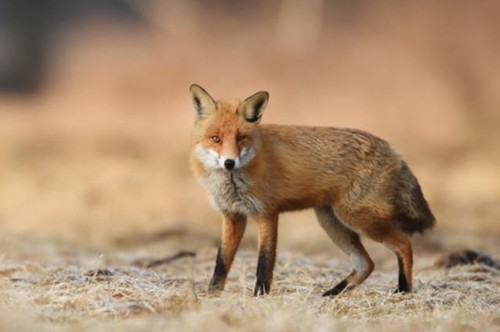Wandbild fuchs - wandbild:,