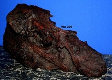 Mangrovenwurzel  229