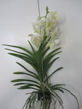 Vanda Orchidee blühend XXL 55 cm Rarität weiß