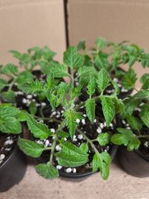 Tomatenpflanzen Roma