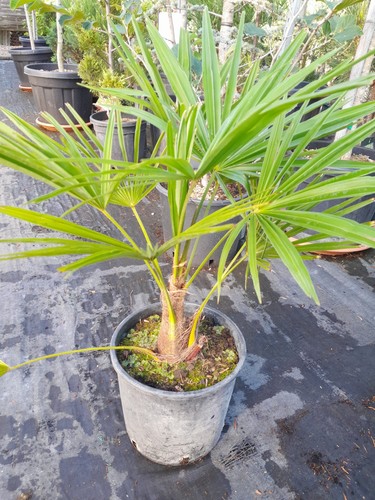 Trachycarpus fortunei