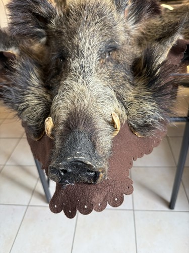 Großes wildschweinfell mit - wildschweinfell,