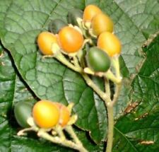 SAMEN Kübelpflanze i! Samtpfirsich !i Gewächshaus Wintergarten Terrasse Obstsa