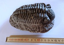 Drotops megalomanicus Trilobit