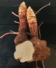 2x Yucca Palme Palmlilie KNOLLE RHIZOM, 1-2 Knospen/oder SPROSSEN bis 5 cm ❄