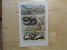 Orig.(1892) Chromolithographie Giftschlangen