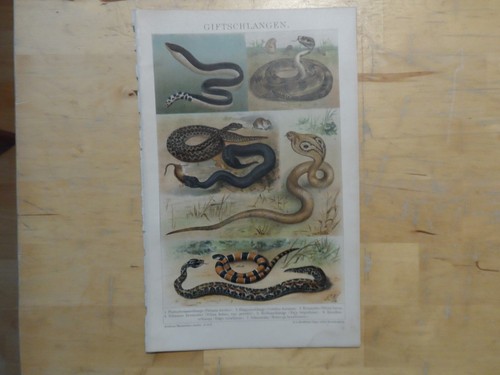 Orig chromolithographie - orig.(1892),