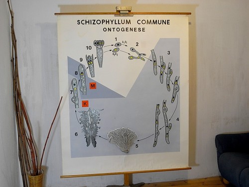 Wandkarte einzelstück von - wandkarte,