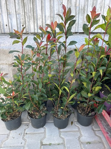 Red robin photinia - red,