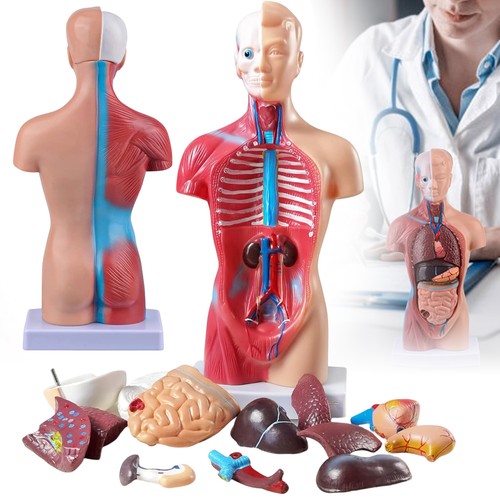 Torso körpermodell herz human - körpermodell,