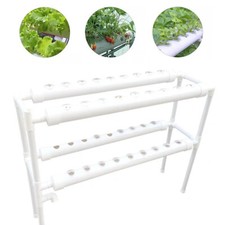 Plant Vegetable Hydroponische