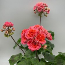 Pelargonie Geranie Eric