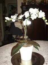 Kunstblume Orchidee im Topf   Höhe ca 43cm