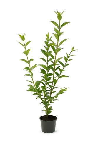 15st liguster atrovirens - ,