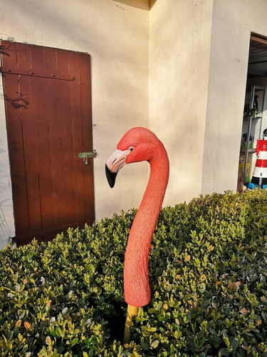 Flamingo flamingokopf - flamingo,