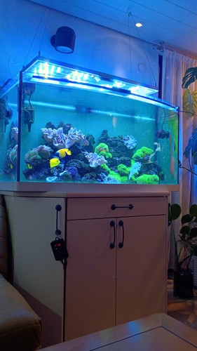Meerwasser aquarium - meerwasser,