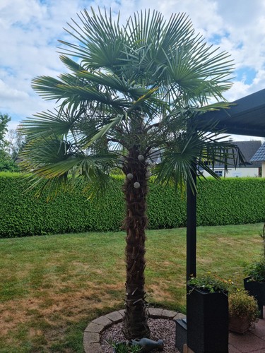 Samen der hanfpalme - 10,