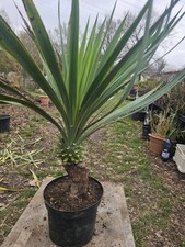 🌴Yucca Gloriosa 90cm /20cm