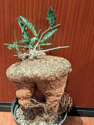 Cephalopentandra eccirhosa