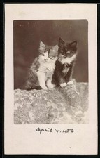 Foto-AK Zwei Katzenbabys, 1906