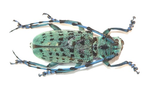 Coleoptera cerambycidae - coleoptera,,