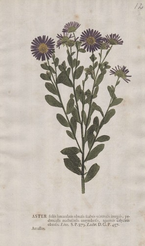 Aster amellus michaelmas daisy - amellus,