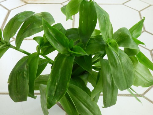 Tradescantia 3 ableger - ,