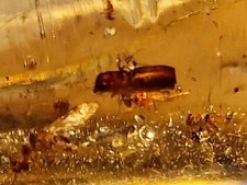 Kopal mit Borkenkäfern