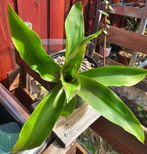 Basket Plant (callisia