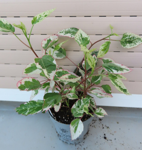 Hibiscus rosa sinensis