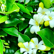 Orangenjasmin – Murraya