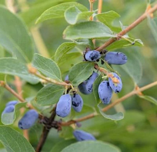 Sibirische blaubeere velvet - blaubeere,