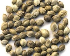 VillaBafo SeedGang Afghan kush