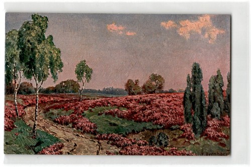Heide heidelandschaft - heide,