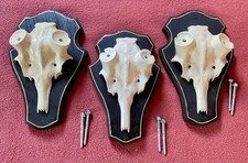 3 Dammhirschschädel aus