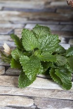 Melissa officinalis, Zitronenmelisse, aromatisch, ca. 9x9 cm Topf