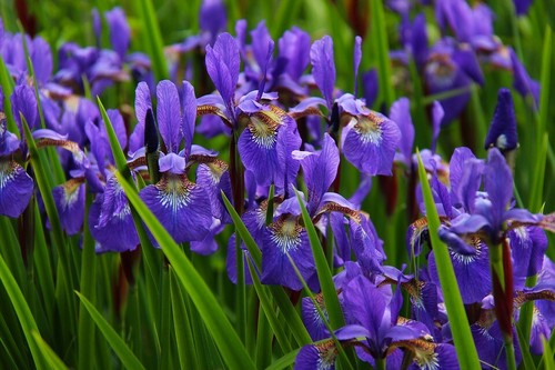 Sumpfiris blau teichpflanzen - sumpfiris,