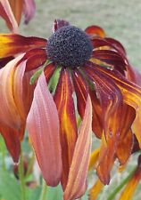 Sonnenhut * gelb braun *