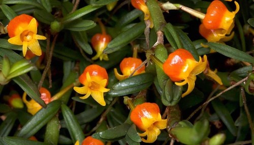 Mediocalcar decoratum orchidee - decoratum,
