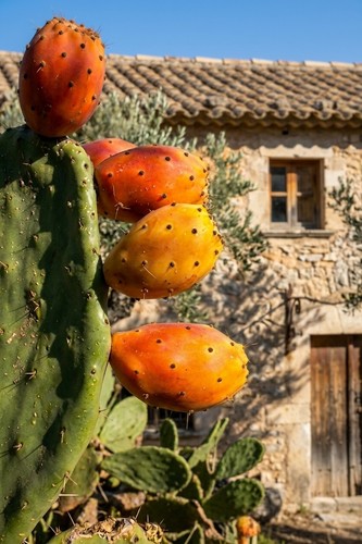 80001215 feigenkaktus cactus - 80001215,