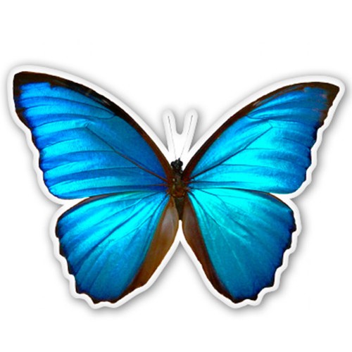 Autoaufkleber blauer morpho - autoaufkleber,