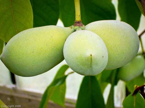 Paw baum - paw, /