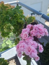 🌸 Pelargonie JU Bela –